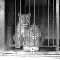  A male and female lion behind the bars of a zoo cage, looking out